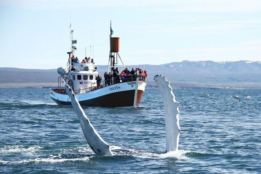 Húsavík Whale Watching