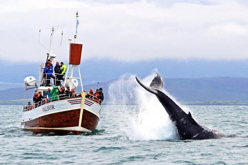 Húsavík Whale Watching