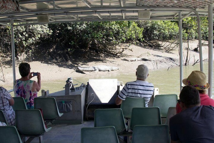 Croc Watching - Proserpine River