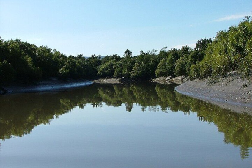Mangrove Habitat - Proserpine River