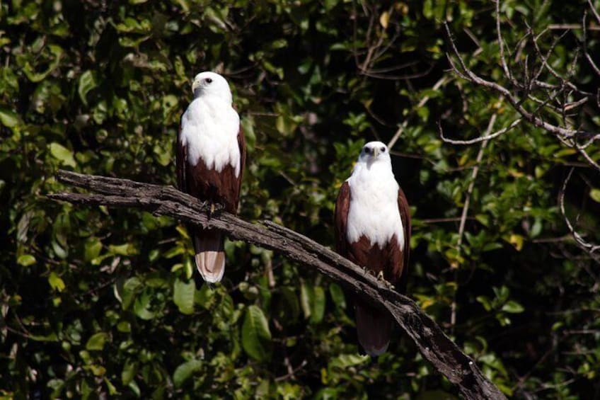 Brahminy Kites - Proserpine River