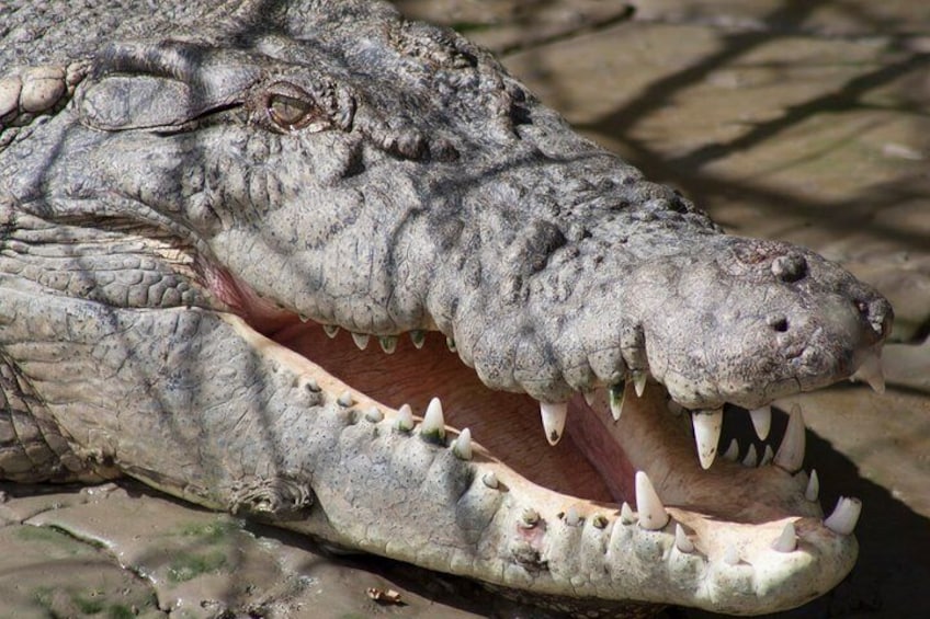 Boofhead the Crocodile - Proserpine River