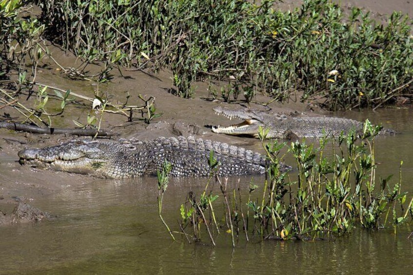 Scarside & Pearl the Crocs - Proserpine River