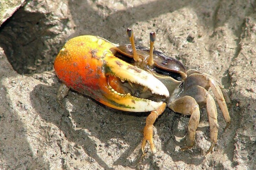 Fiddler Crab - Proserpine River