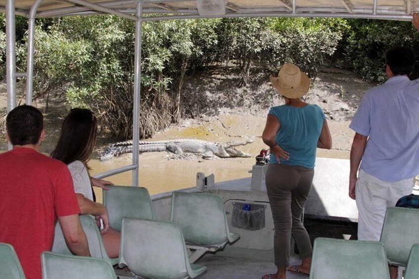 Croc Watching - Proserpine River