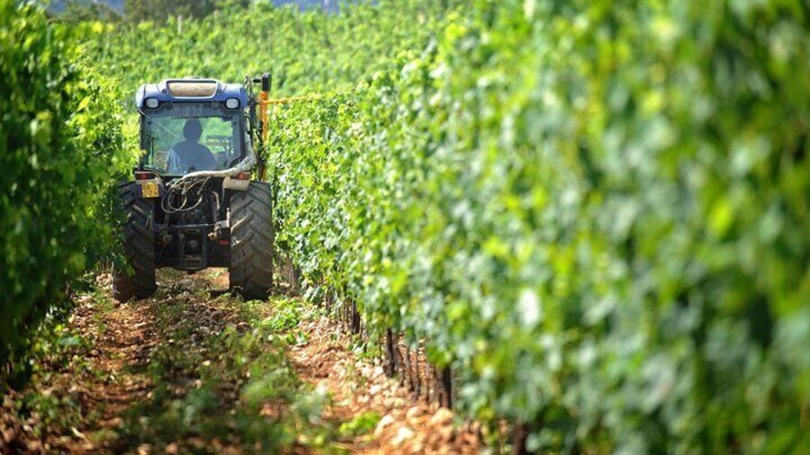 Chianti Vineyards Tours in Private Luxury Van from Florence