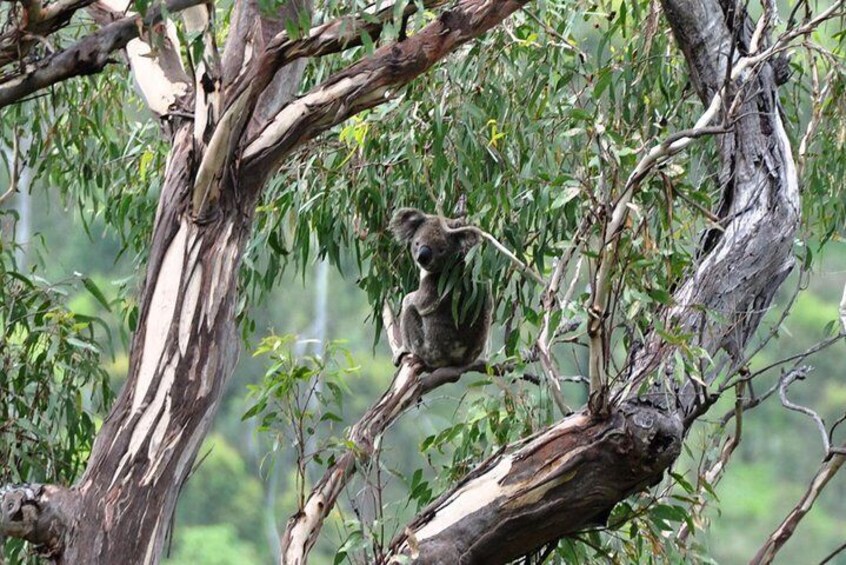 A chance to spot local wildlife