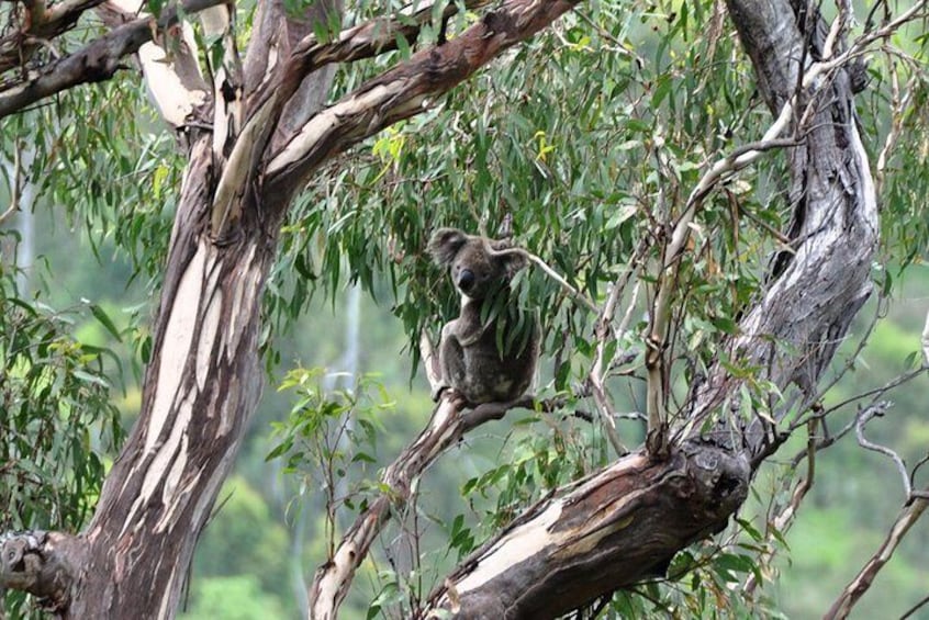 A chance to spot local wildlife