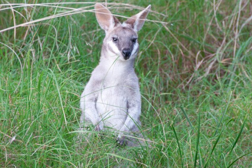 Pademelon in the wild