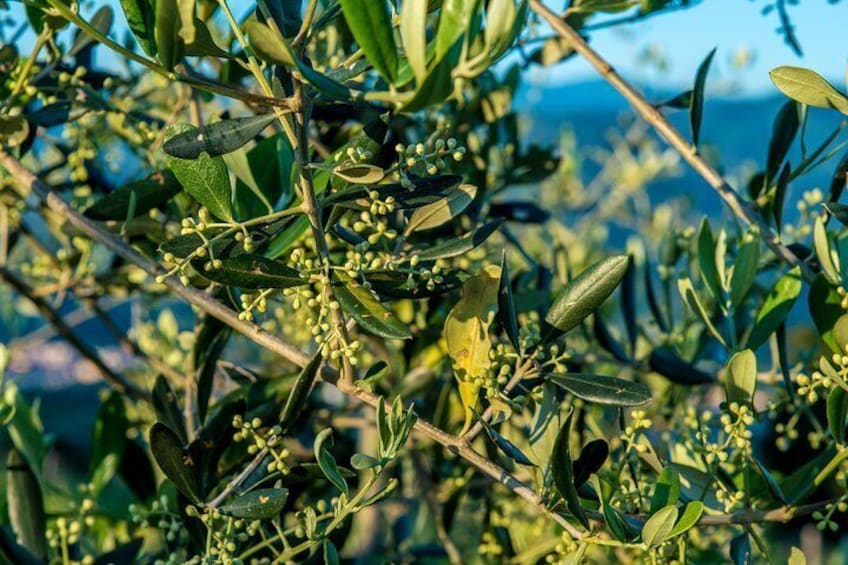 Leonardo Da Vinci's wind mill visit and Organic olive oil tasting