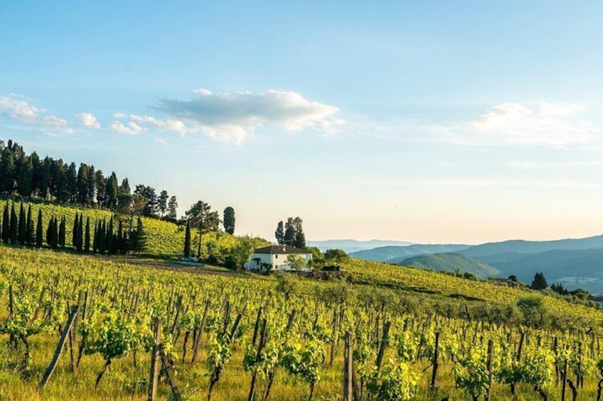 Organic Winery Tour and Tasting in Tuscany Chianti hills 