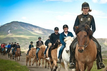 Icelandic Horseback Riding Including Pick Up from Reykjavik