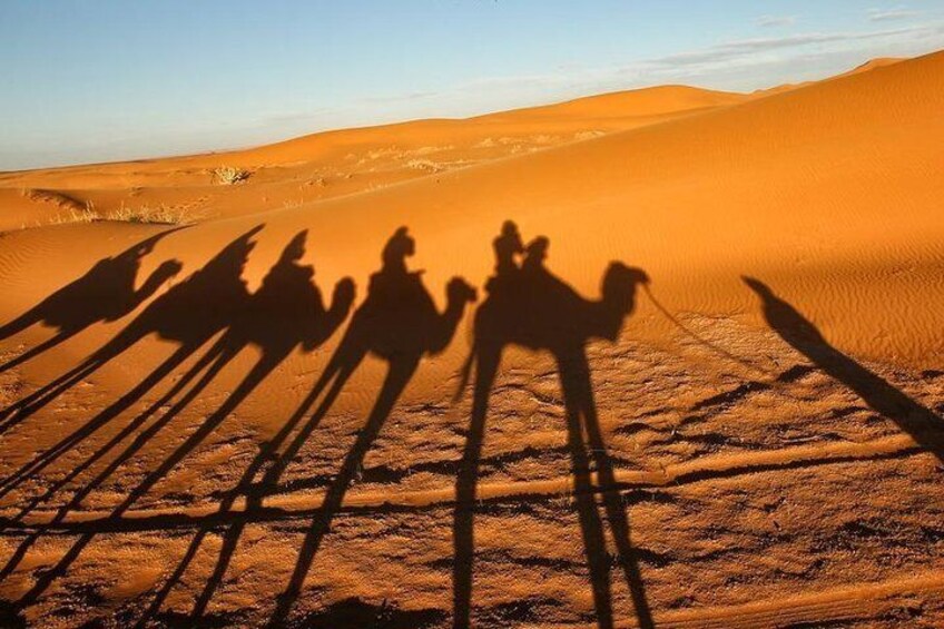 Camel shadow