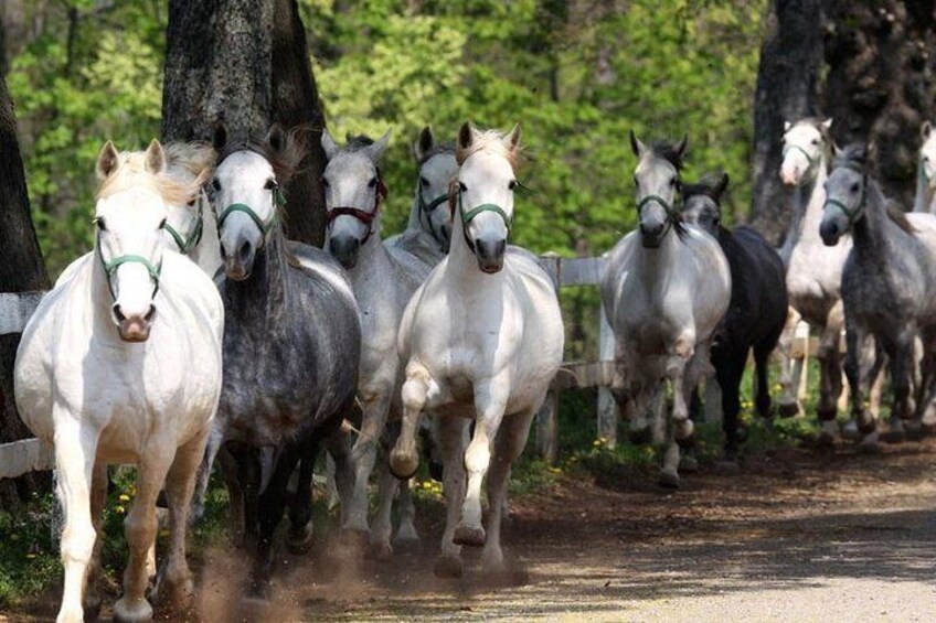 Lipica Stud Farm