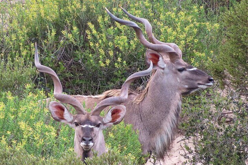 Kudu