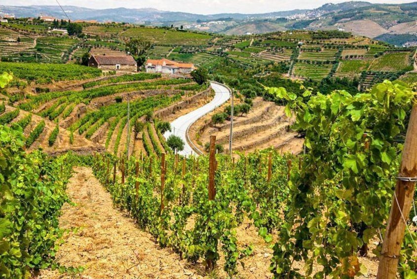 Private Day Trip Through Douro Valley with Private Local Guide
