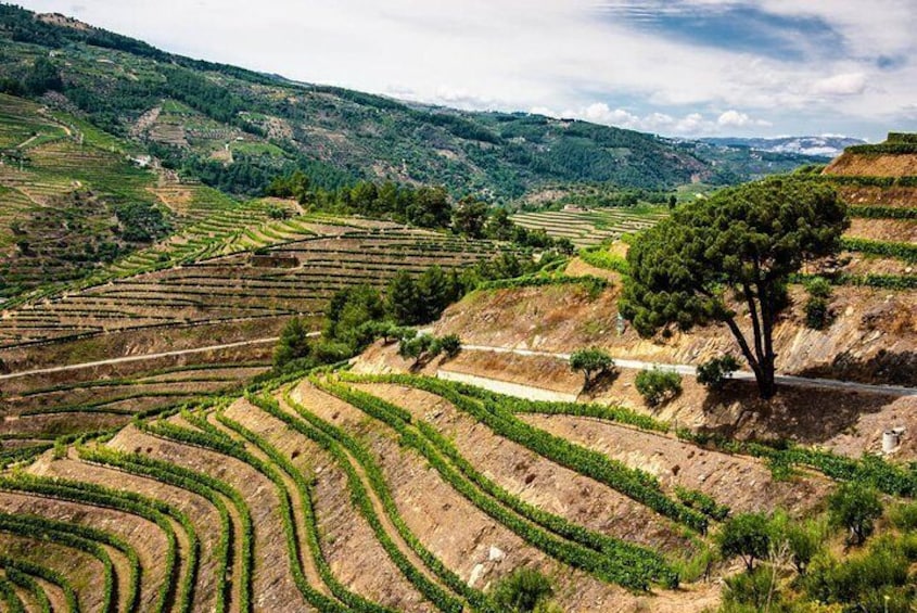 Private Day Trip Through Douro Valley with Private Local Guide