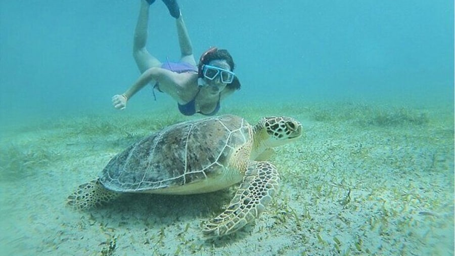 Snorkeling Tour to Vieques Island