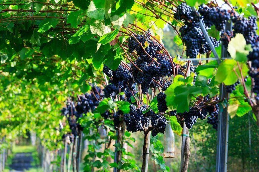 Vesterhave Vineyard and Wine shop Visit - Organically Produced