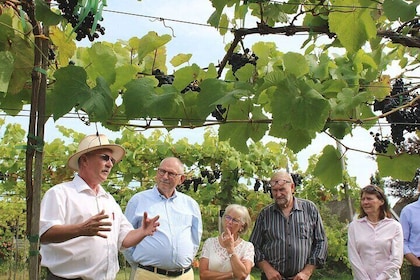 Vesterhave Vineyard and Wine shop Visit - Organically Produced