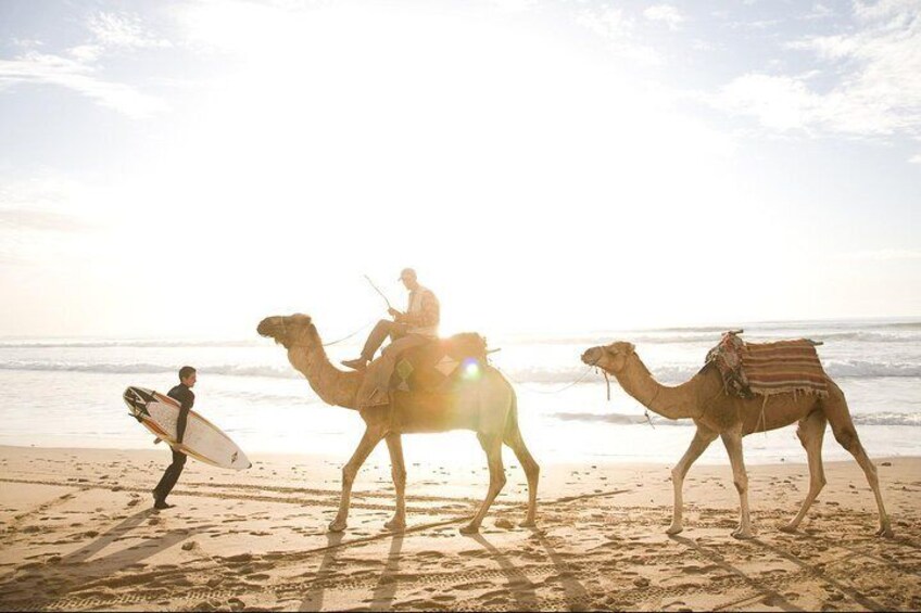 Surf and camels in Essaouira beach