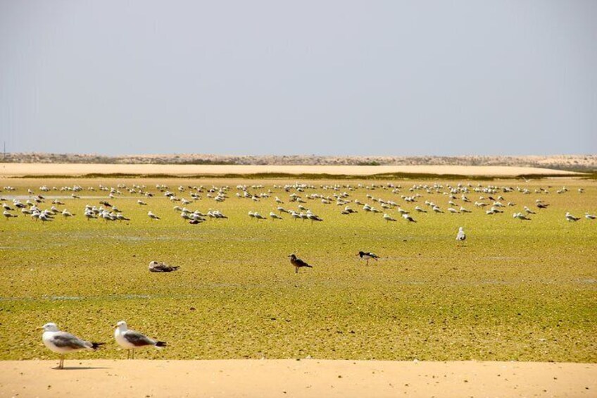 Along the tour you will have many chances to see the local birdlife that use this area as a feeding habitat.