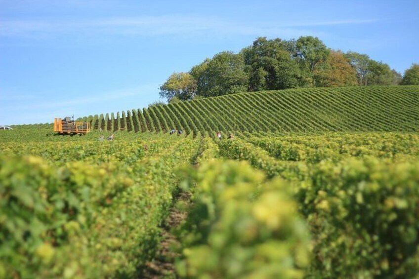 Customized private winery day tour in Yarra Valley at your own choices