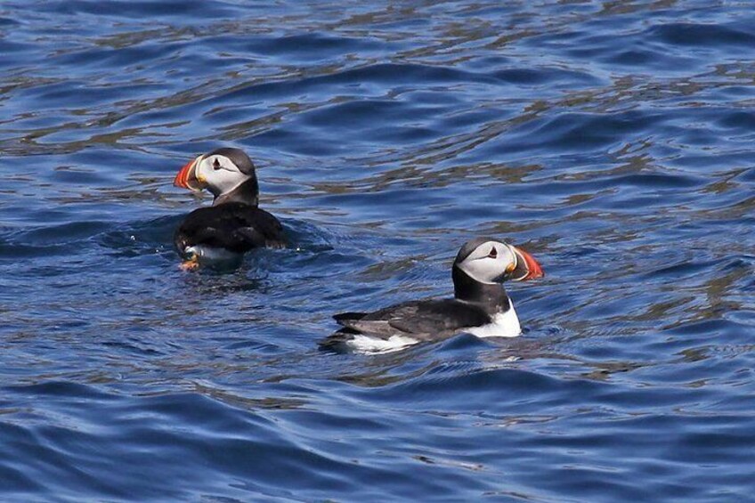 Two Blasket Island puffins