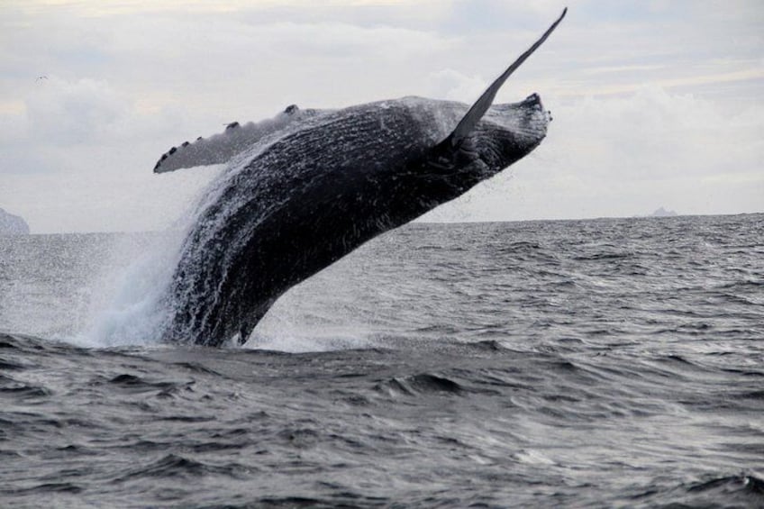 Humpback whale breaching in Dingle bay