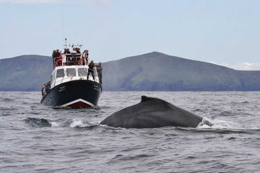 Humpback whale on bow of whale watch boat "Blasket Princess"