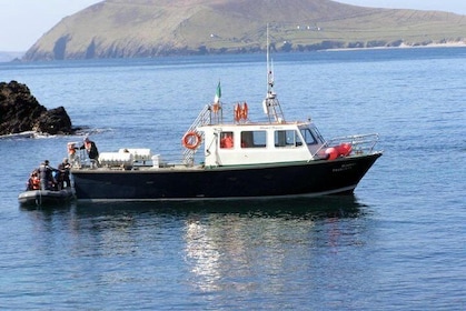 Dolphin and Whale Watching Tour from Dingle