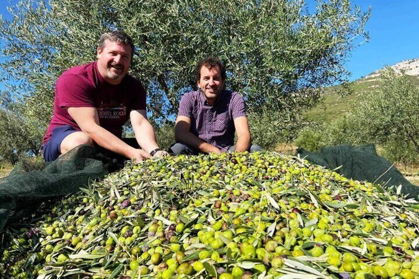 Getting hands-on at an olive grove