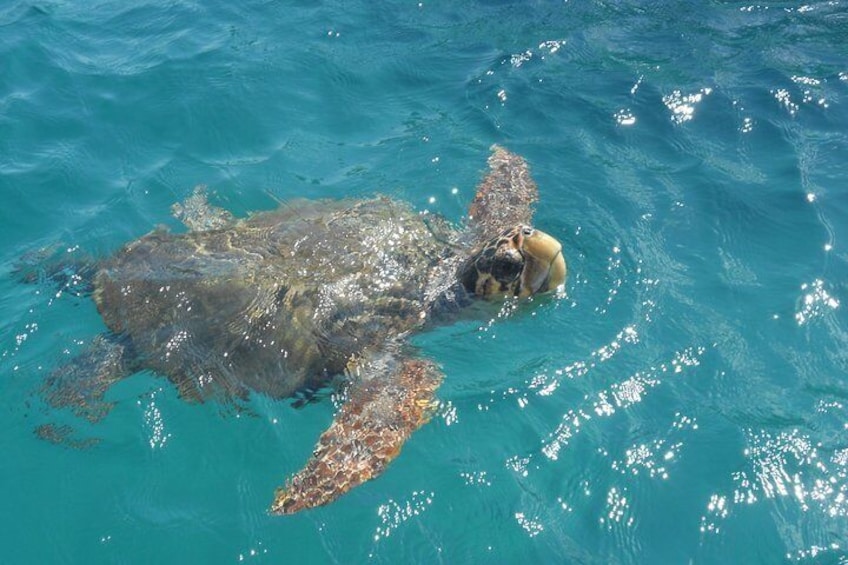 The amazing Loggerhead Turtles of Zakynthos.