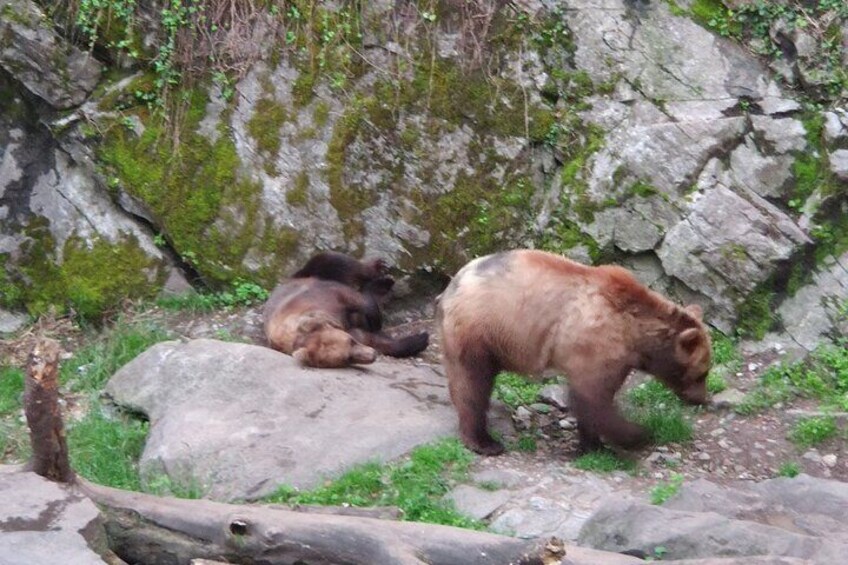 Cesky Krumlov bears