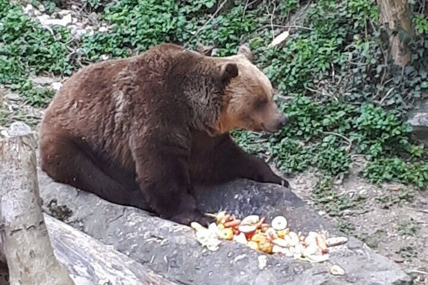 Cesky Krumlov bear in the Castle moat