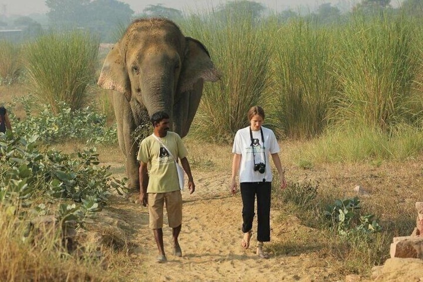 From Agra Private Transfers to Wildlife SOS Elephant Conservation