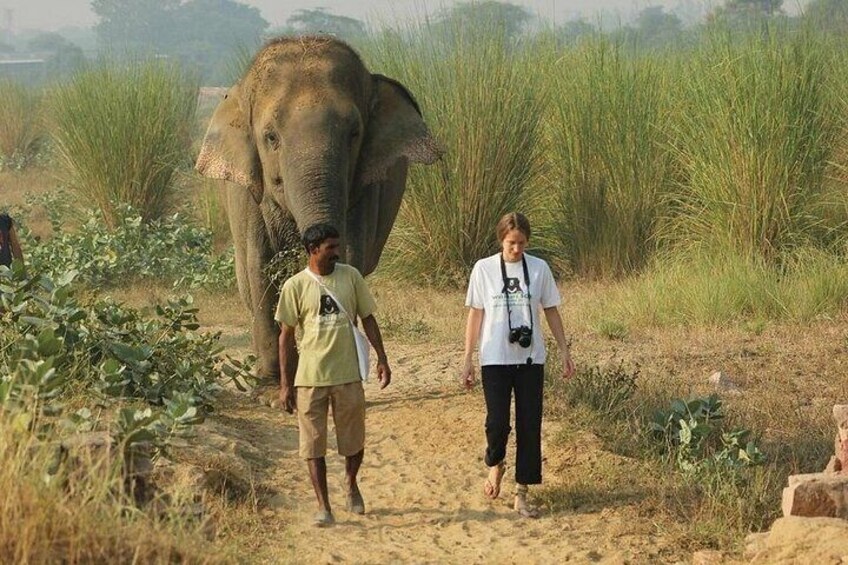 From Agra Private Transfers to Wildlife SOS Elephant Conservation