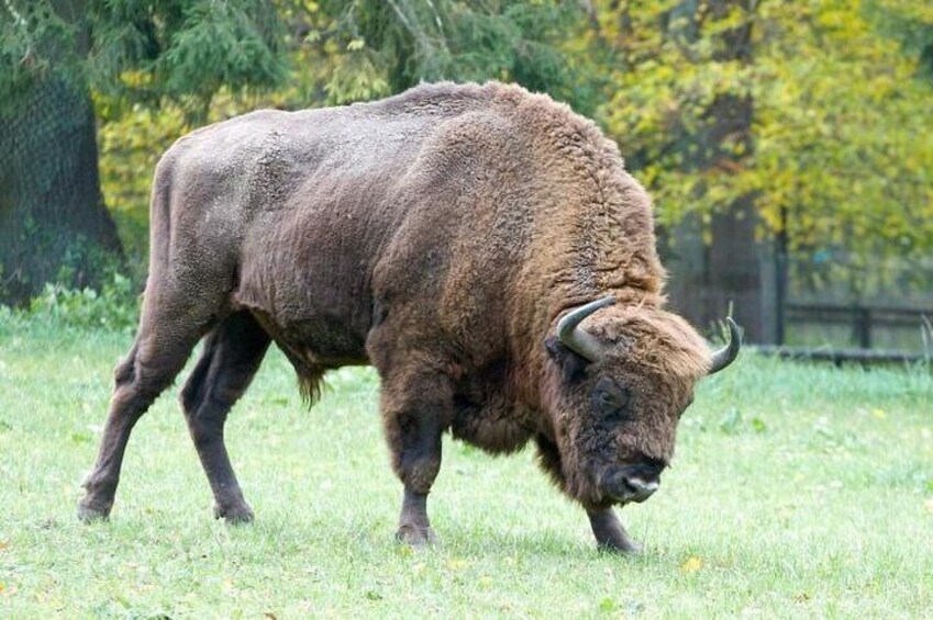 Bialowieza National Park