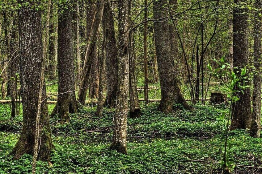 Bialowieza Forest