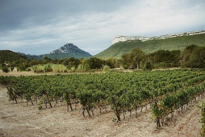 Hike to the top of "Pic Saint Loup", wine & food