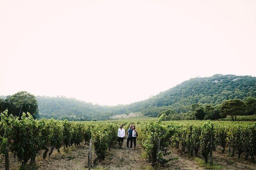 Pic Saint Loup Winetour & food