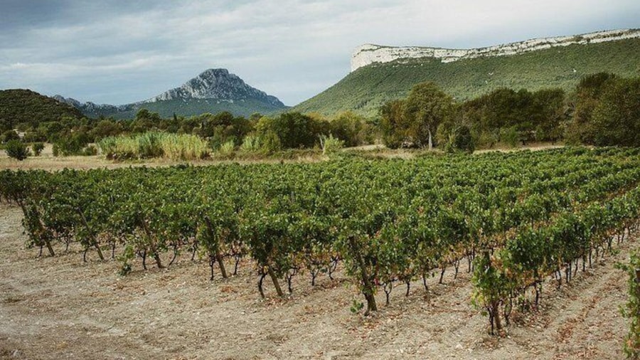 The mountain peak and the terroir