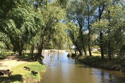 San Antonio de Areco and Lujan Day Trip from Buenos Aires