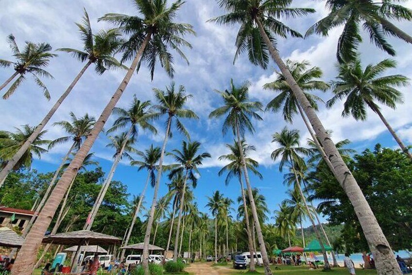 Coconuts lining the beach