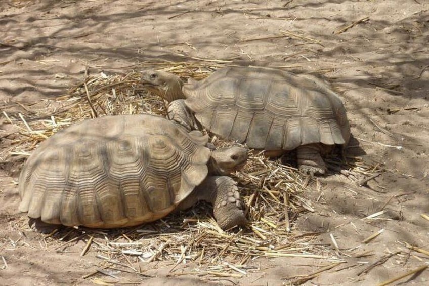 Noflaye Tortoise