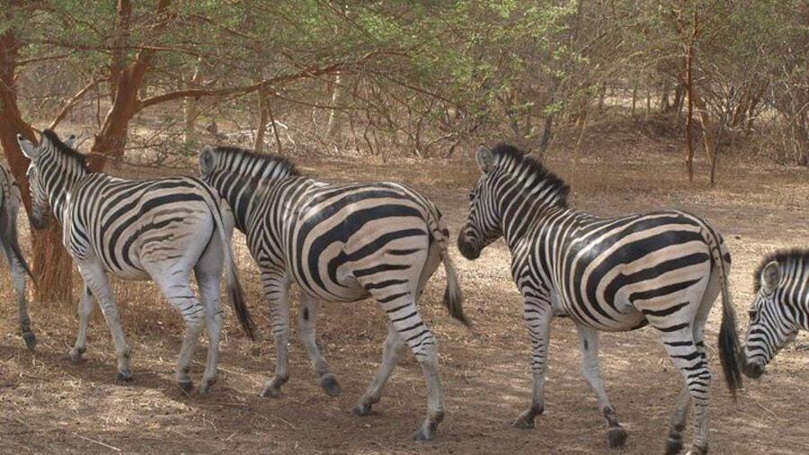 Day tour Somone lagoon and Bandia park Safari