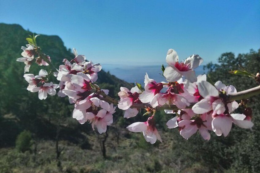 "Almond Blossom"