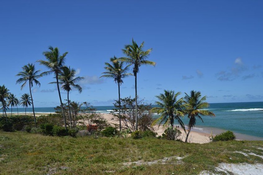 From Salvador to Praia do Forte