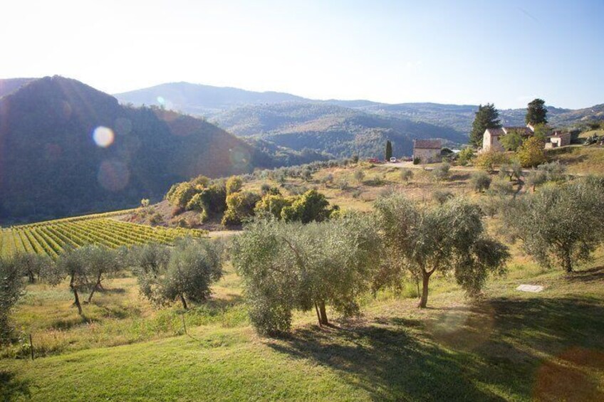 our olive groves