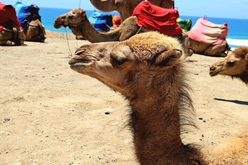 Morocco:Tangier Private Tour from Malaga Province or Tarifa Port